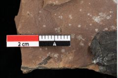 Foto (Detailansicht) von Pinus sp. (NHMW-GEO-2024-0188-0195)
